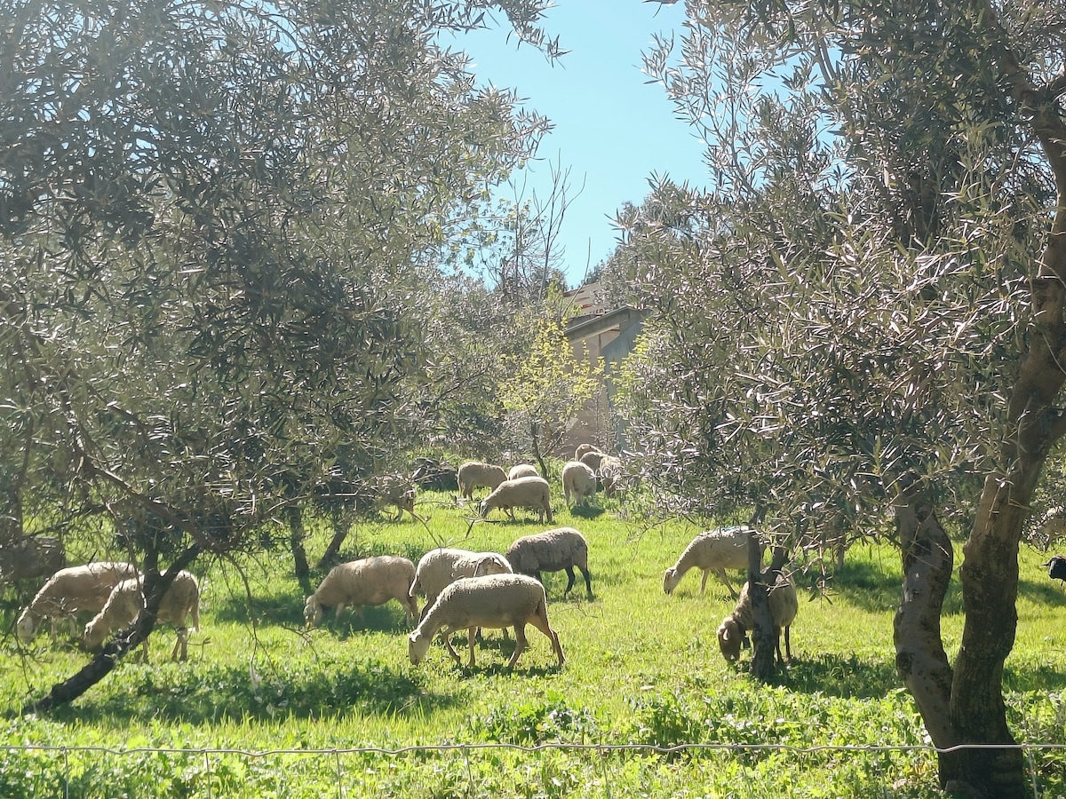Sheep grazing in the olive grove